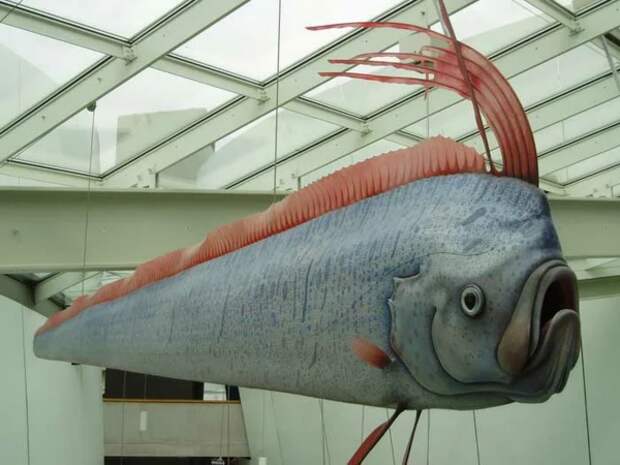 Второе название Сельдяного Короля — рыба-ремень. Но, согласитесь, звучит это менее эпично. Я бы назвал его рыба-поезд! 