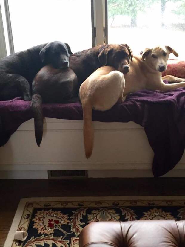 This Is How My 3 Labradors Like To Sleep Together