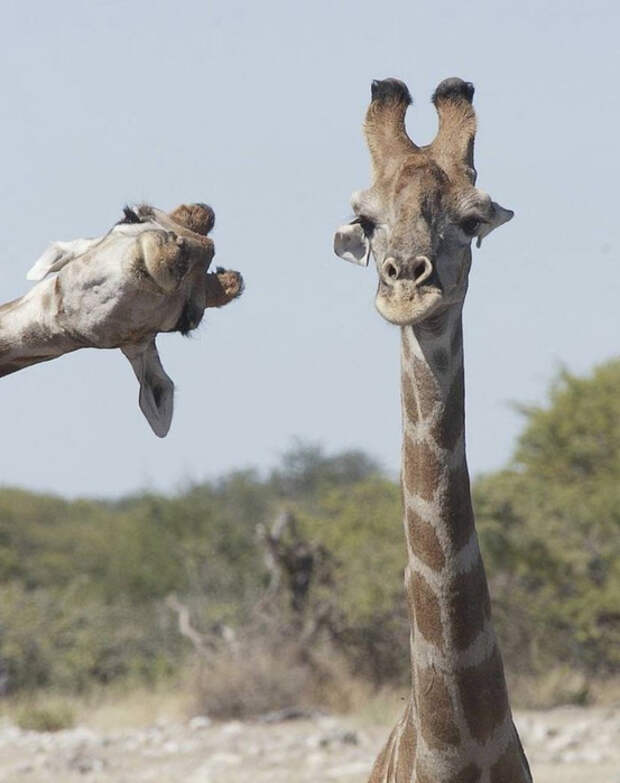 1615325946_pressa_tv_foto_prikoly_sredy-04 (553x700, 231Kb)