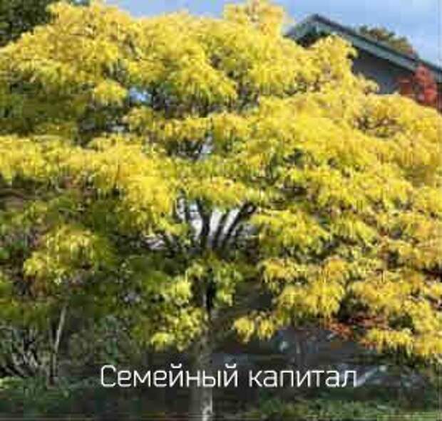 мед бархата амурского