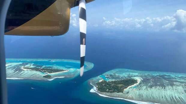 Гинеколог стал жертвой акулы на Мальдивах во время медового месяца
