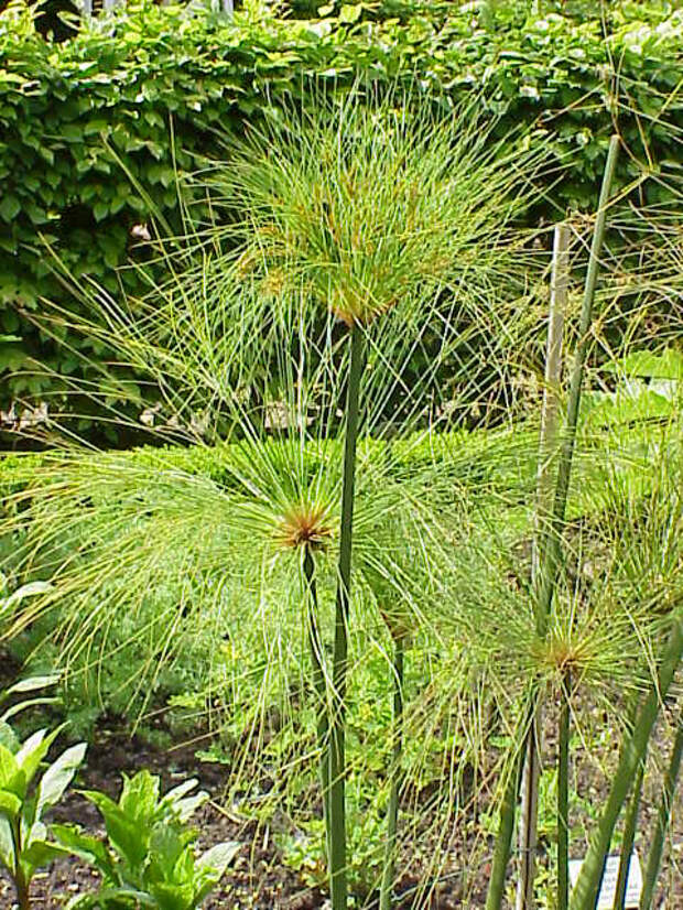 http://www.esacademic.com/pictures/eswiki/67/Cyperus_papyrus6.jpg