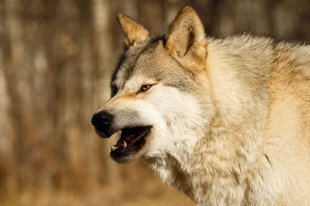 Во Франции волки напали на посетительницу сафари-парка
