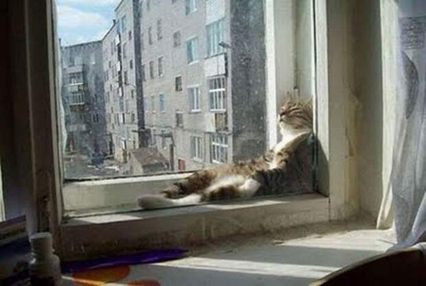 Забавные котики заснувшие в неожиданных местах кошки уснувшие в неожиданных местах, спящие коты