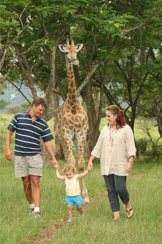 strange pet walking13