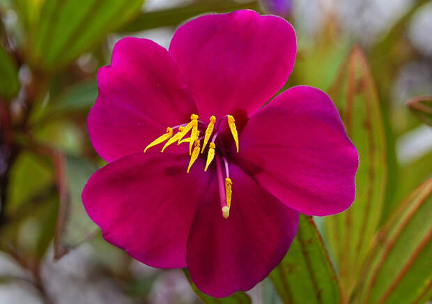 Tibouchina-lepidota-Flower- (700x492, 112Kb)