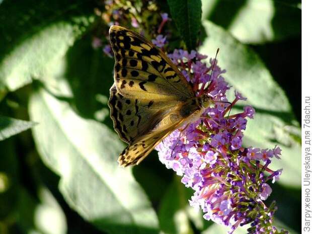Благоухающая пряным медовым ароматом буддлея Давида привлекает в сад бабочек