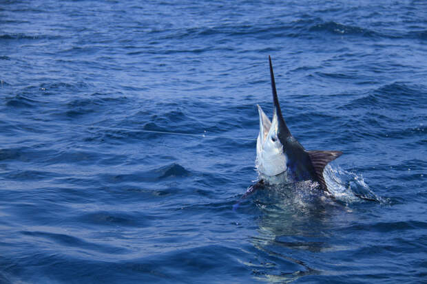 grander blue marlin Azores 1,009 pound blue marlin