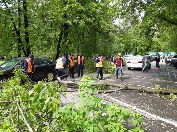 Девять упавших деревьев убрали сотрудники «Жилищника» в Савеловском районе после субботнего ливня