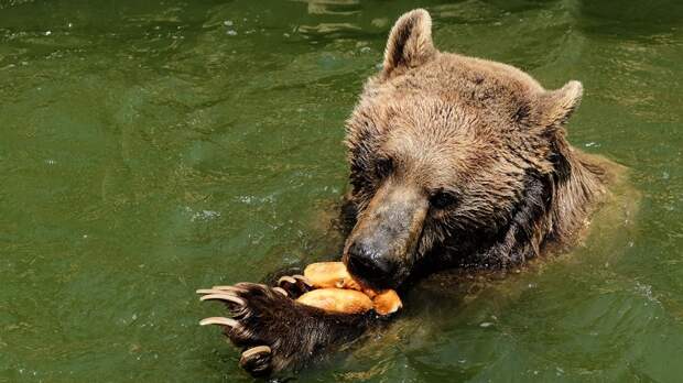 ФСБ хочет признать бурых медведей стратегическим ресурсом