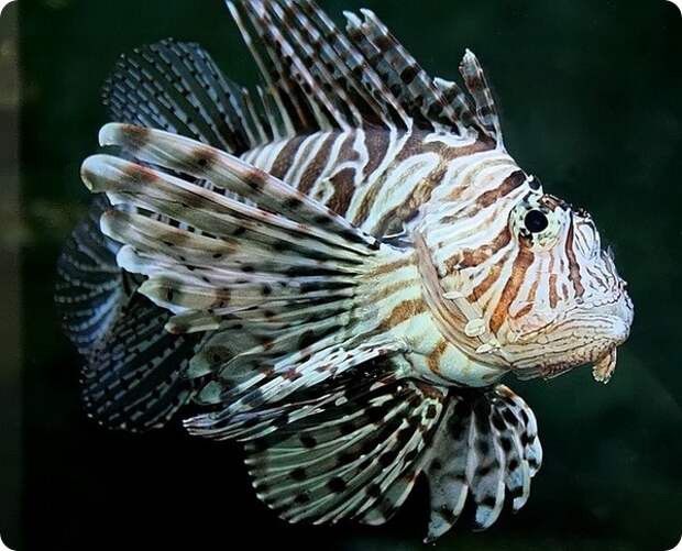 Индийская крылатка или крылатка-воин (лат. Pterois miles)