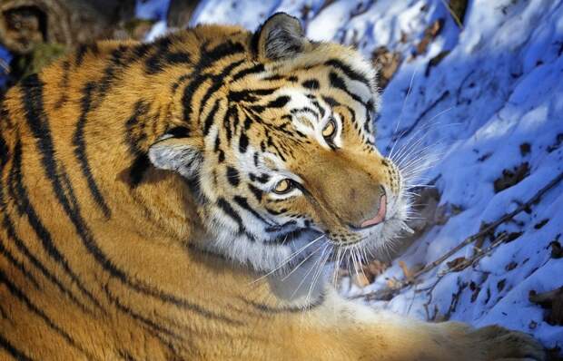 Архив. Тигр в сафари-парке в Шкотовском районе Приморья