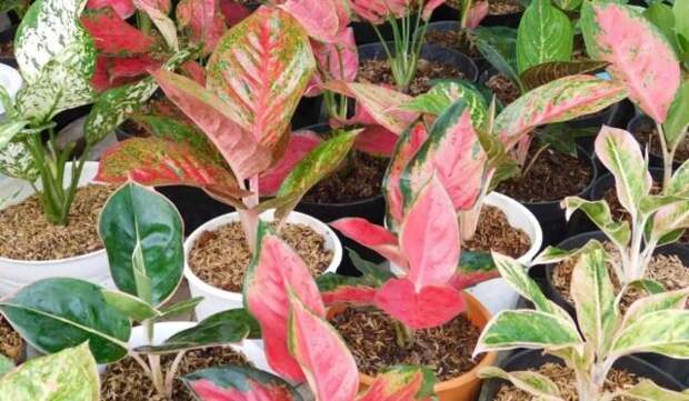 Аглаонема (Aglaonema). © housing 📷