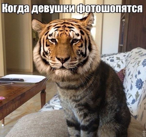 Подборка веселых картинок с подписями (20 фото)