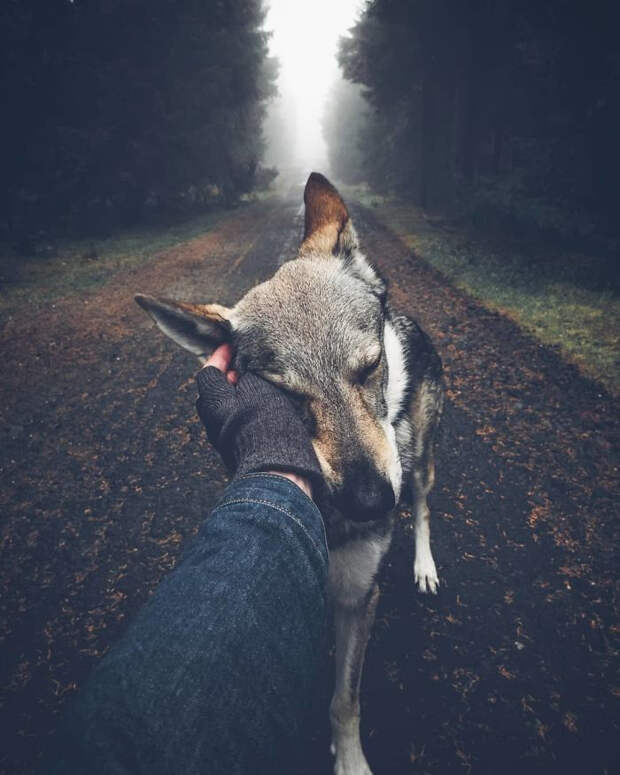 Парень вывел хэштег #FollowMeTo на новый уровень, используя для этого свою собаку Парень вывел хэштег #FollowMeTo на новый уровень, Хонза Регачек, Honza Řeháček, собака по кличке Ситке