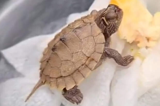 Отец и сын поймали окуня и нашли внутри живого черепашонка