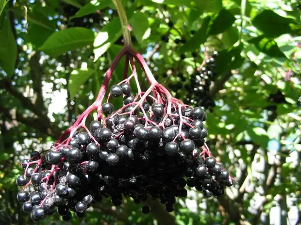 Плоды бузины черной