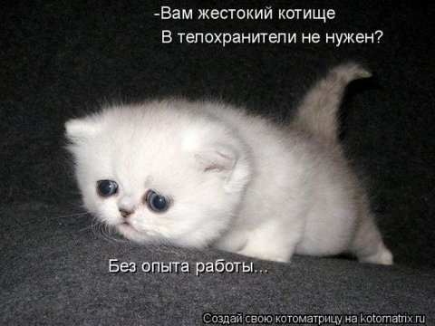 Котоматрицы