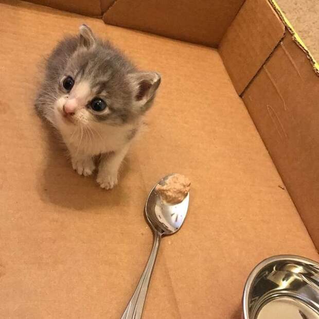 http://goodnewsanimal.ru/_nw/70/63582916.jpg
