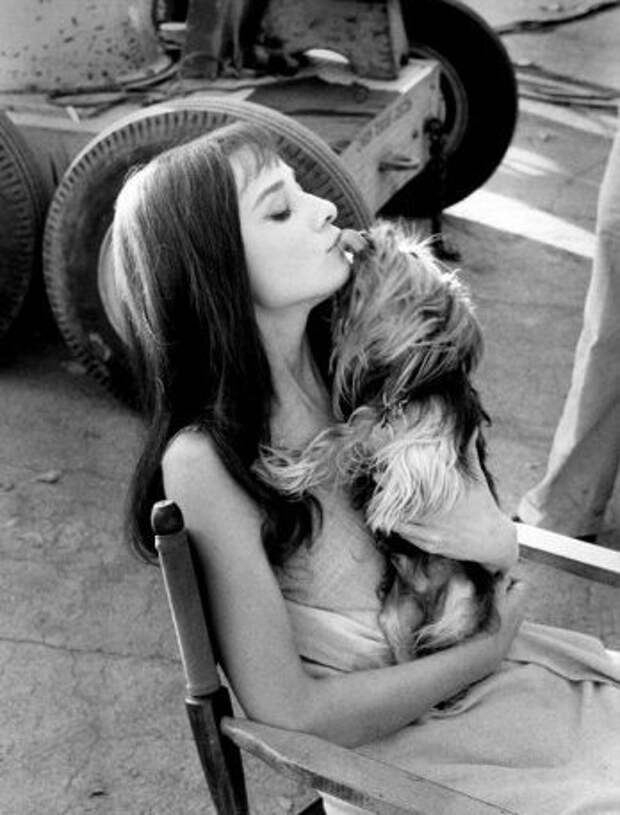 Одри Хепберн, йоркширский терьер Мистер Знаменитость. Фото / Audrey Hepburn, Yorkshire terrier Mr. Famous. Photo 