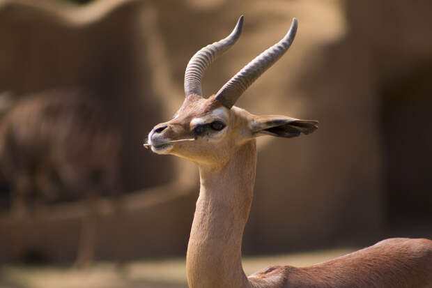 Photograph Gerenuk by Andrew Butterfield on 500px