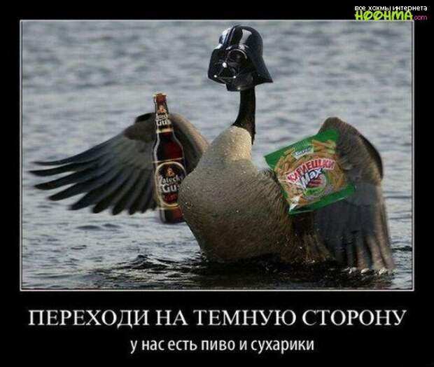 Лучшие демотиваторы на сегодня