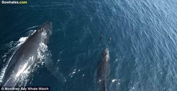 Видеозапись была сделана с помощью дрона во время недавнего наблюдения за китами неподалеку от Монтерея видео с животными, горбатый кит, дельфины, калифорния, киты, морские животные, морские жители, природа