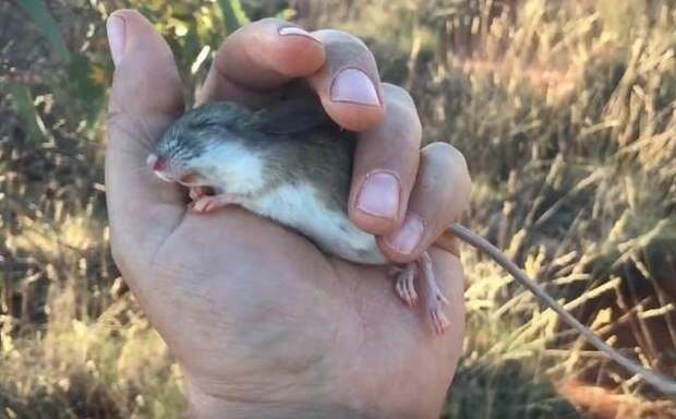 мышь в руках
