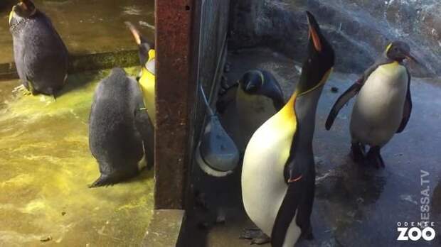Бездетная пара пингвинов похитила пингвиненка в датском зоопарке