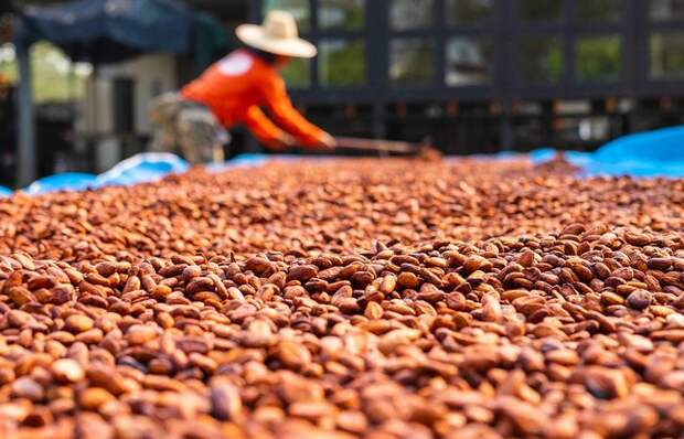 Из чего на самом деле делают белый шоколад