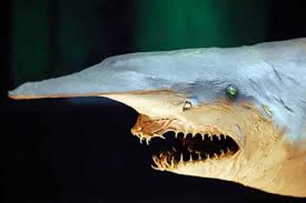 Хищник океана акула домовой (гоблин). Описание и фото