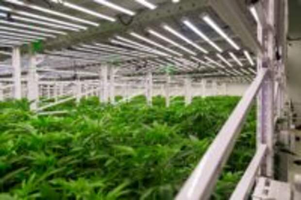 Going Vertical: How Vertical Farming Is Revolutionizing the Cannabis Industry