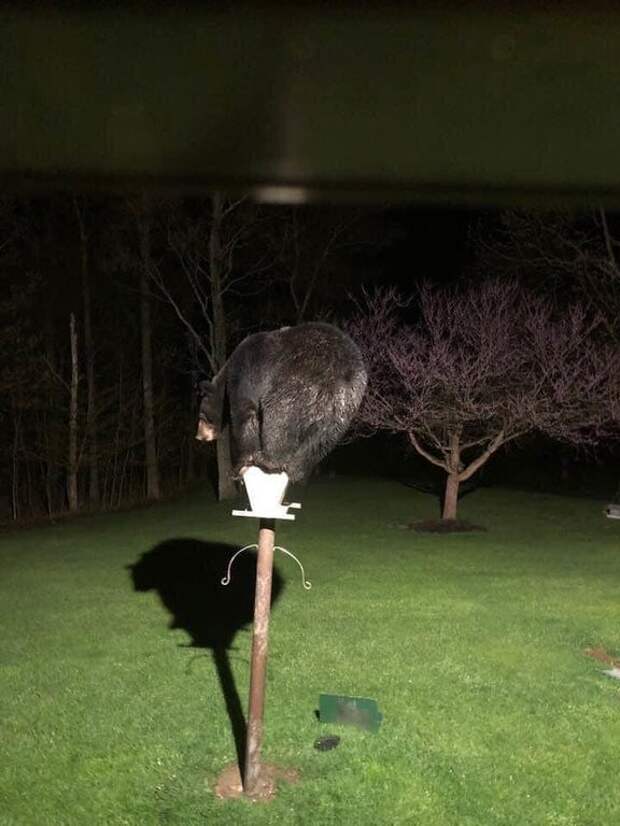 Фотография: 30 забавных медведей, которые гарантированно поднимут вам настроение №9 - BigPicture.ru