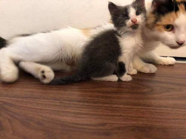 кошка и котенок в доме