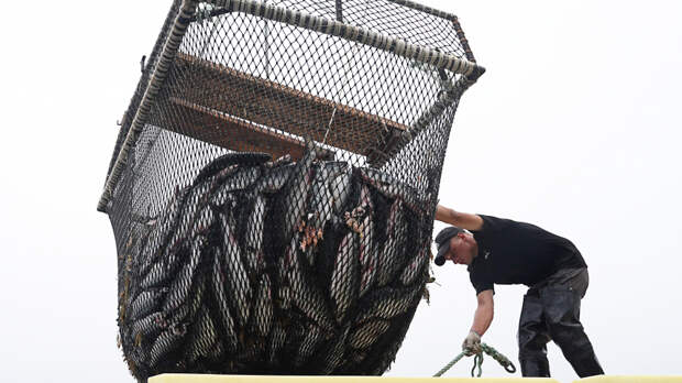 Укрепление позиций: Дмитрий Патрушев обозначил новый курс развития рыбной отрасли в России