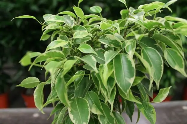 7 красивых тенелюбивых и теневыносливых растений для дома