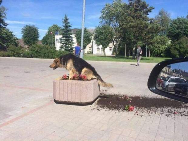Картинки, юмор, приколы