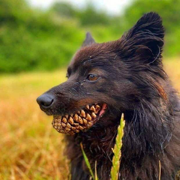 13 фото, когда показалось то, чего нет