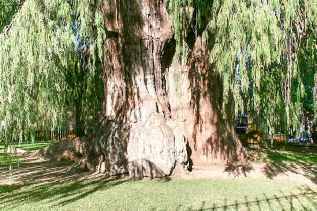 Таксодий мексиканский (taxodium mucronatum)