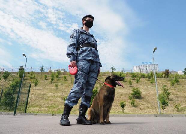 Всего на службе в Росгвардии 30 поисковых собак — немецкие, бельгийские овчарки и лабрадор/Фото Ольги Чумаченко