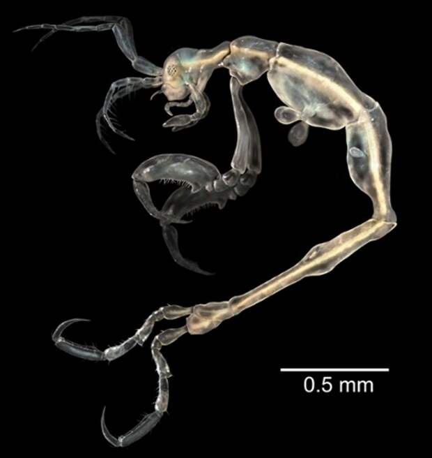 Креветка-скелет Liropus minusculus самая маленькая среди своих родственников.