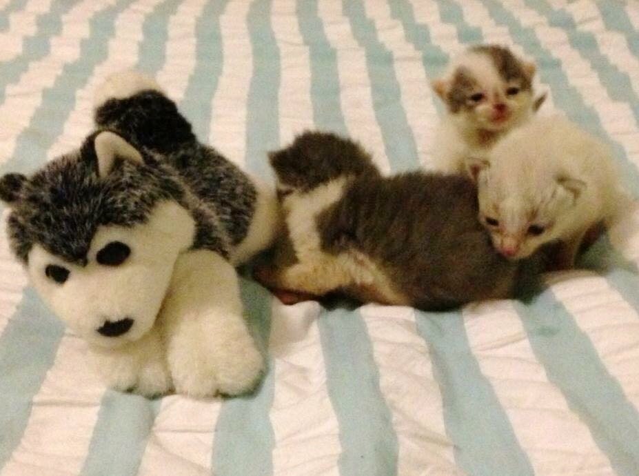Без кота и жизнь не та