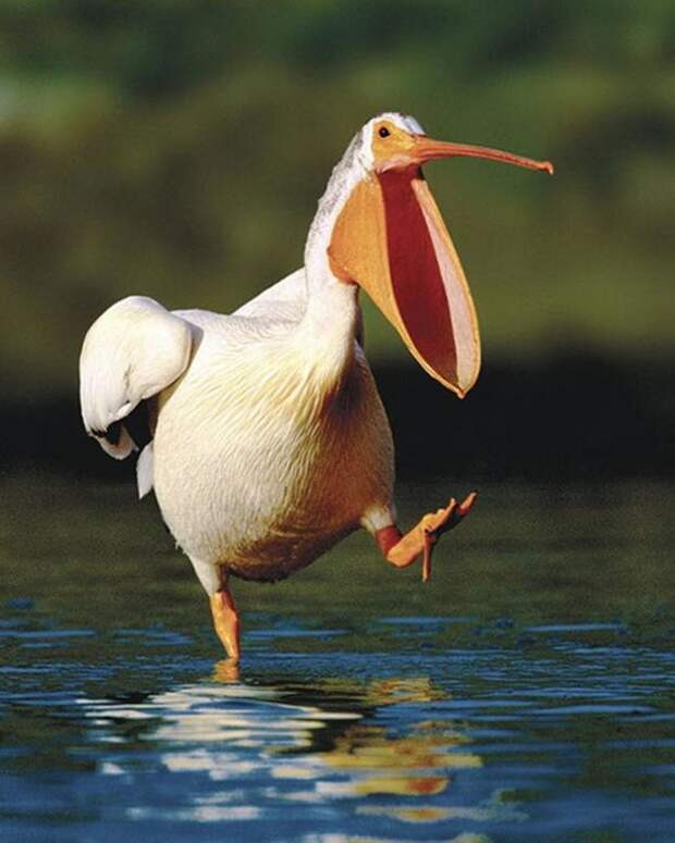 Интересные факты о пеликанах животные, пеликан, птица, факты
