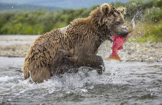 mama-bear-catches-a-salmon-to-feed-her-cubs-04