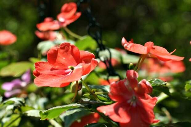 Бальзамин Валлера (Impatiens walleriana). © wikipedia 📷