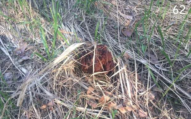 Грибники продолжают собирать сморчки в рязанских лесах