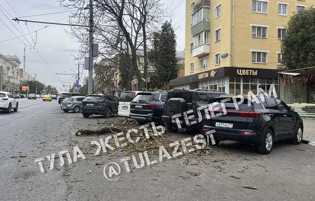 На проспекте Ленина в Туле упавшее дерево повредило машины