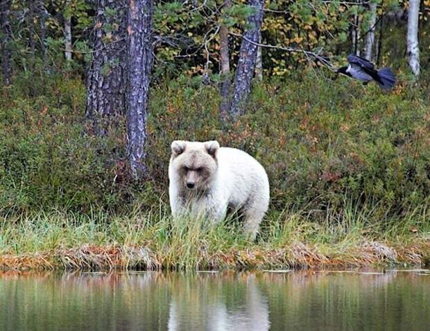 Бурый медведь белого цвета! Чудо природы!