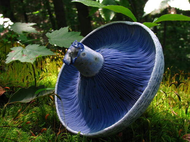 Fungi01 Fungi01 Самые красивые грибы в мире