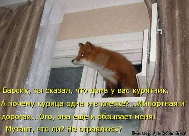 Лучшие котоматрицы недели (50 фото)